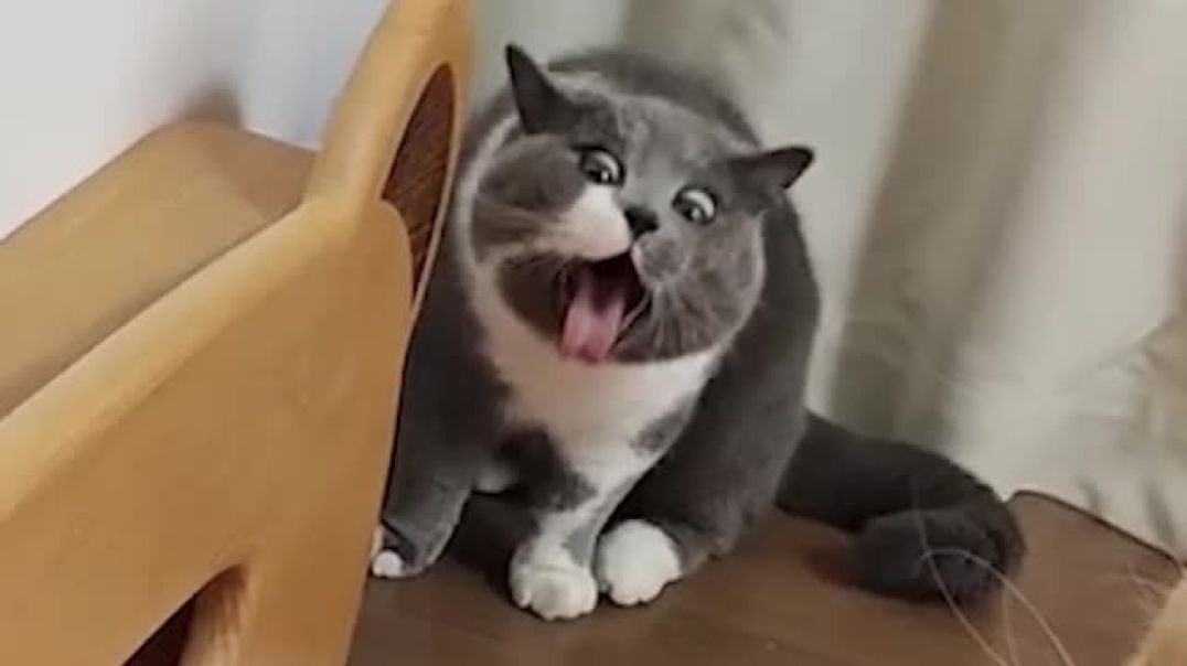 Cats Are Natural Comedians 😂 Funny Cats Videos 2025